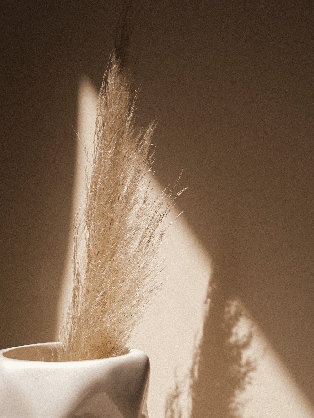 Dried pampas grass in a ceramic vase, lit by afternoon sun